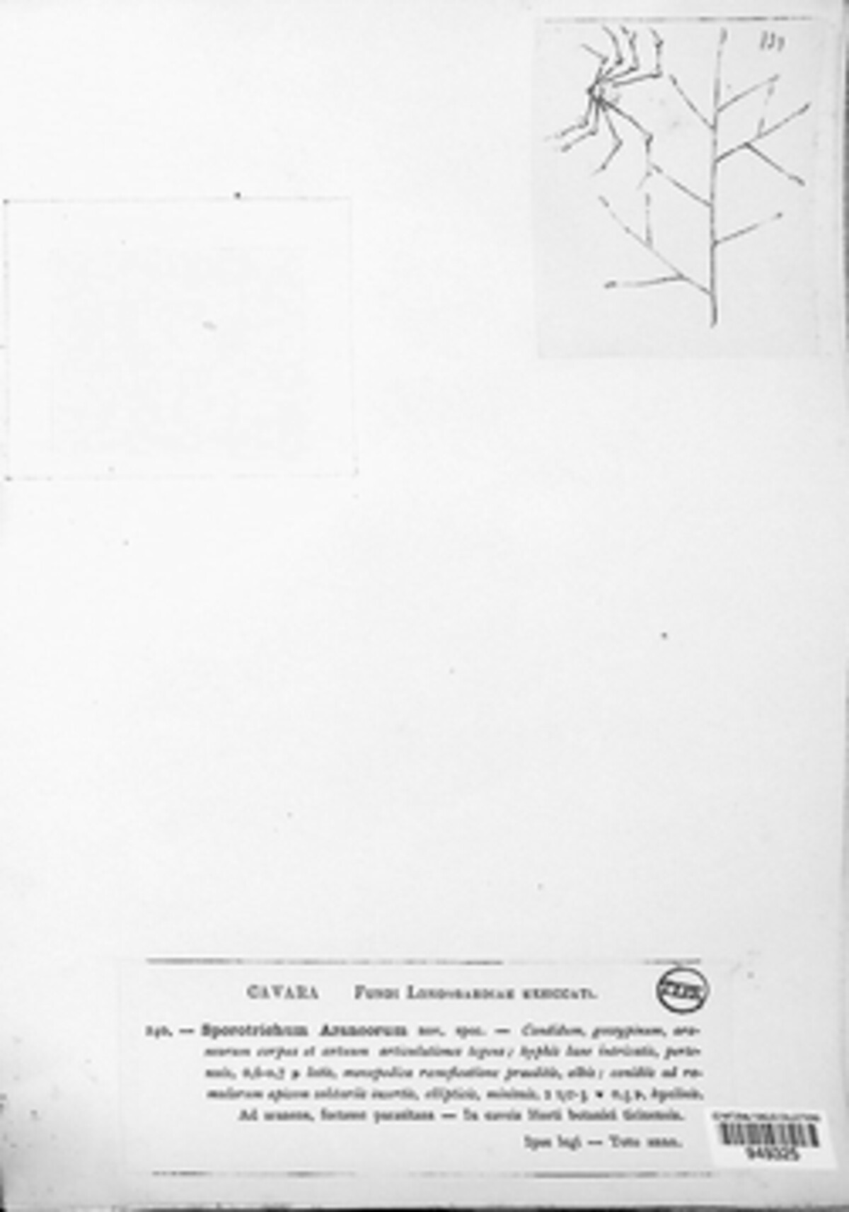 Engyodontium image